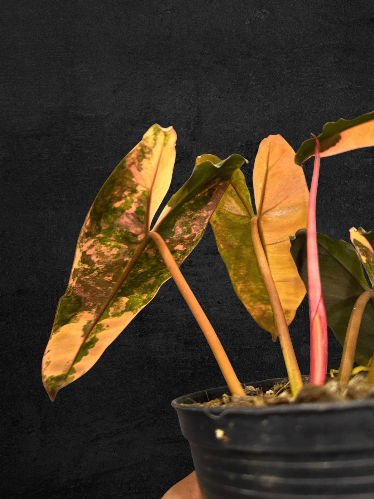 #produPhilodendron Black Billietiaect_name# - Sarupaning Araceae