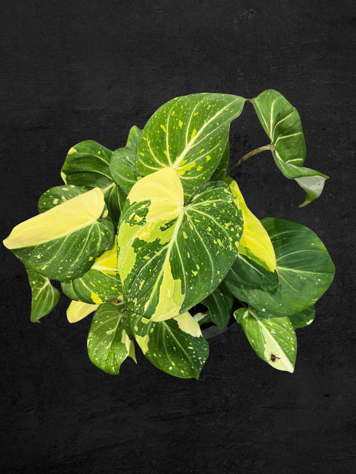 #produPhilodendron Gloriosum Variegata "Tricolour"ct_name# - Sarupaning Araceae