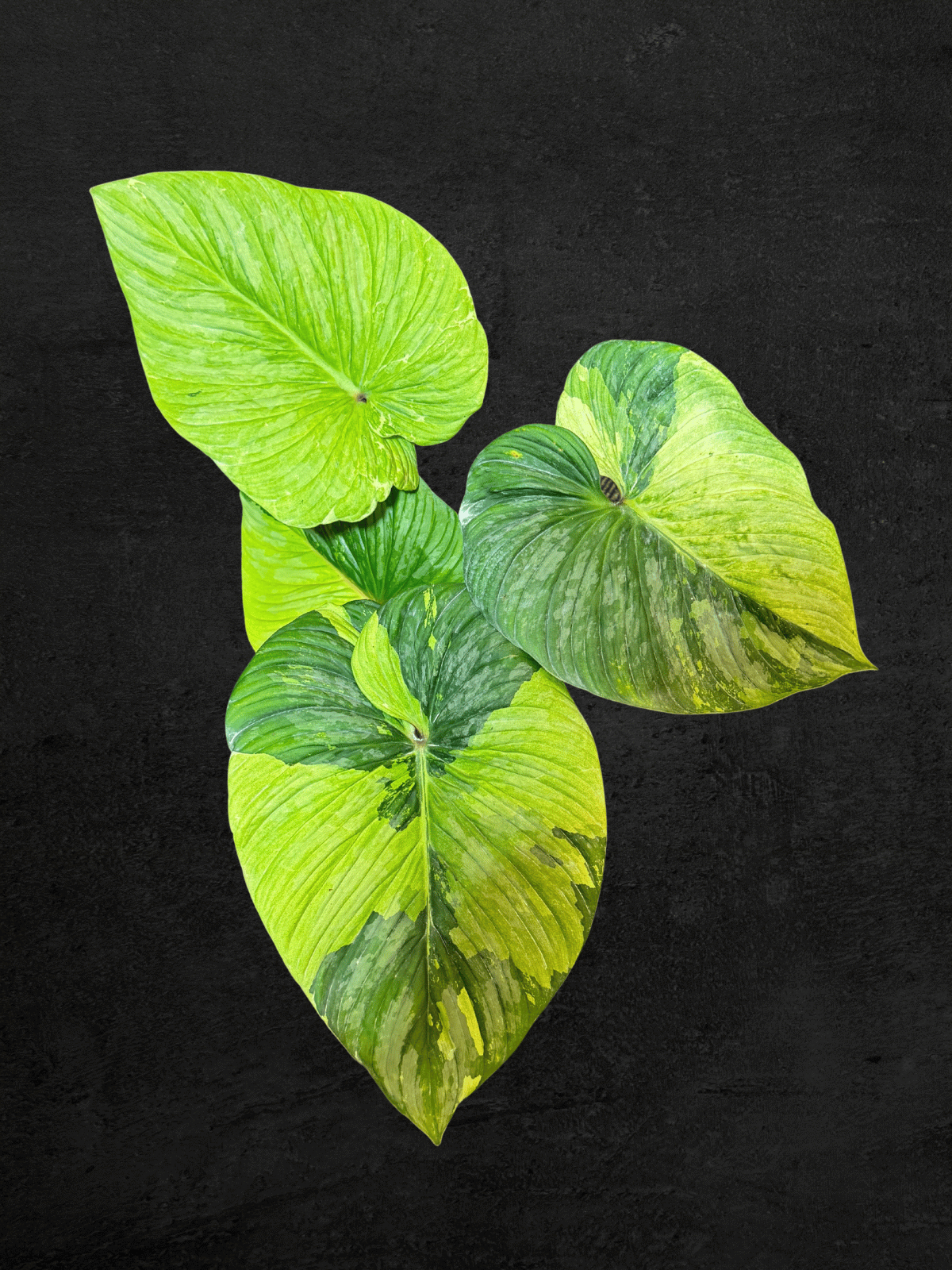 #produPhilodendron Plowmaniict_name# - Sarupaning Araceae