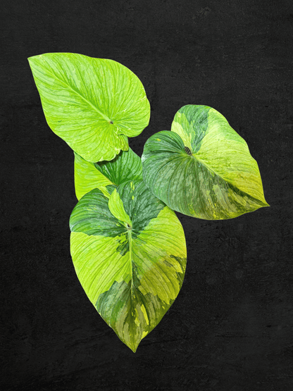 #produPhilodendron Plowmaniict_name# - Sarupaning Araceae