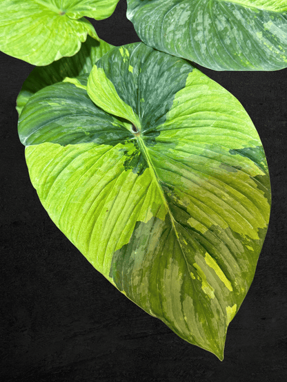 #produPhilodendron Plowmaniict_name# - Sarupaning Araceae