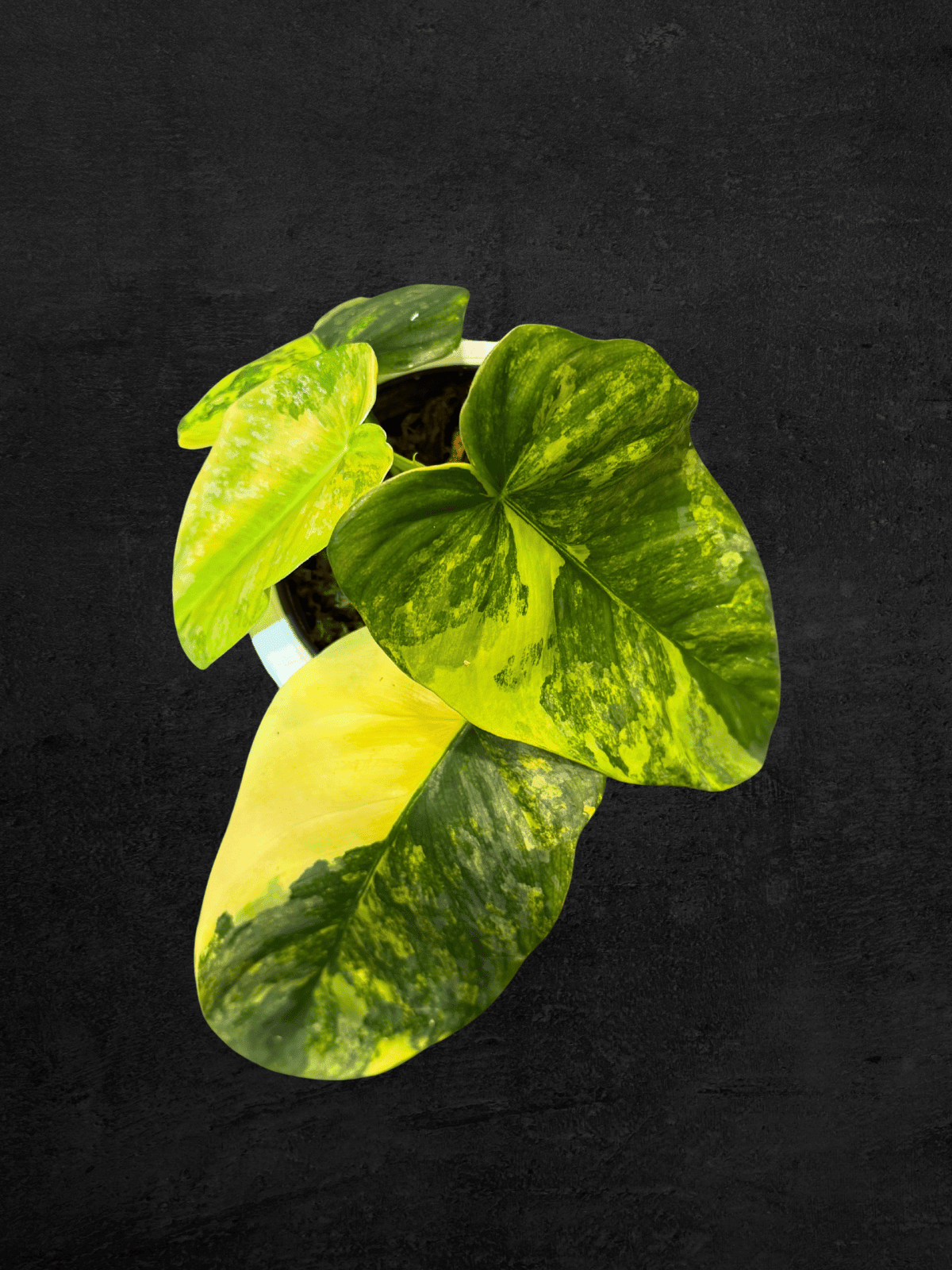 #produPhilodendron Sodiroi Variegatact_name# - Sarupaning Araceae