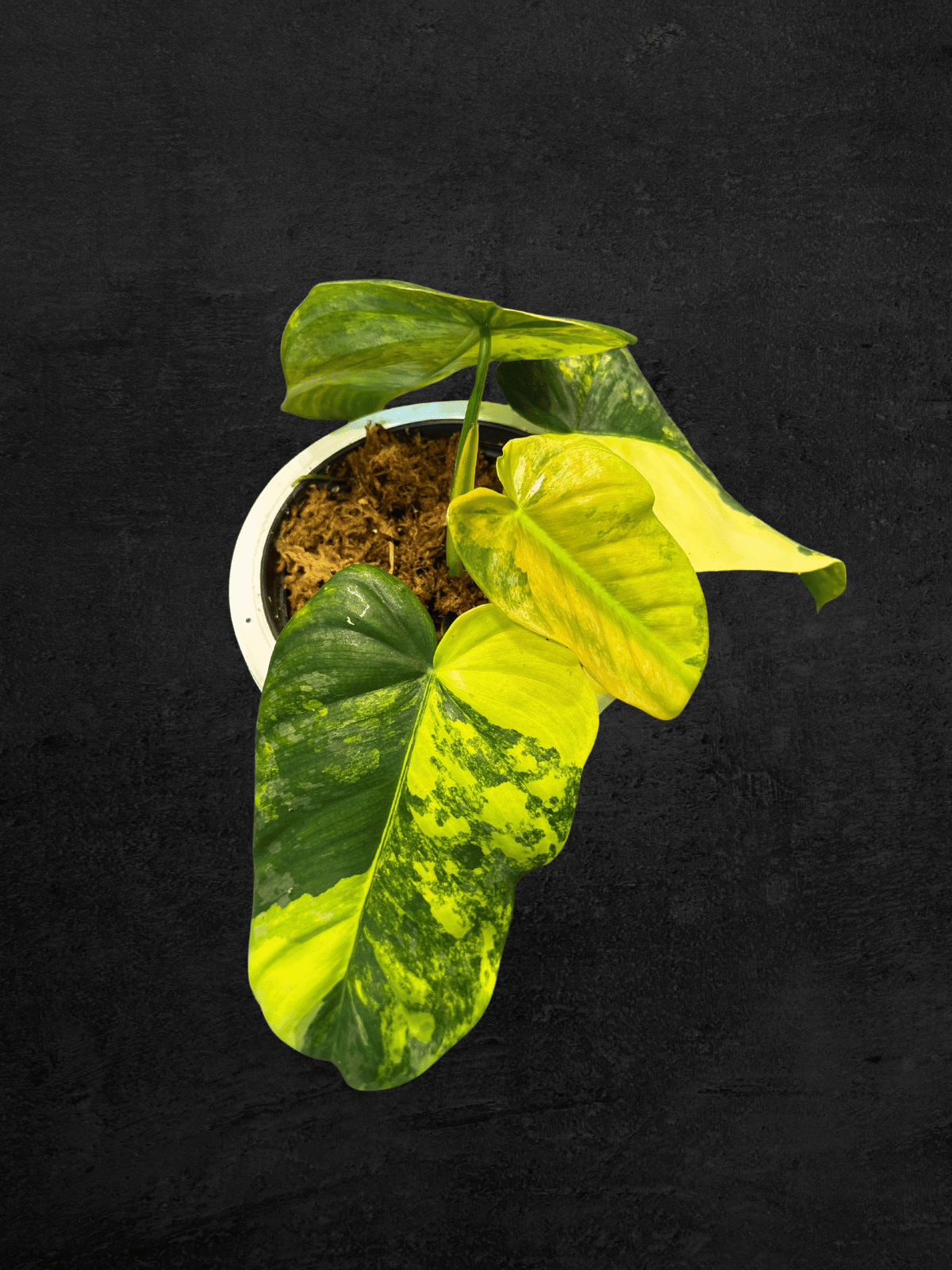 #produPhilodendron Sodiroi Variegatact_name# - Sarupaning Araceae