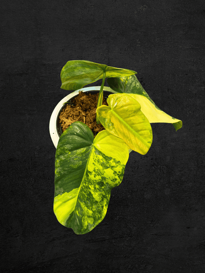 #produPhilodendron Sodiroi Variegatact_name# - Sarupaning Araceae