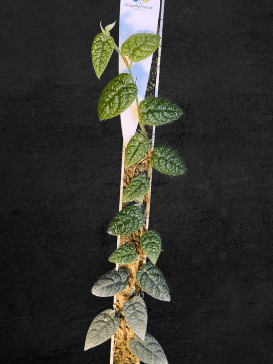 #produPicus sp. Timika Papuact_name# - Sarupaning Araceae