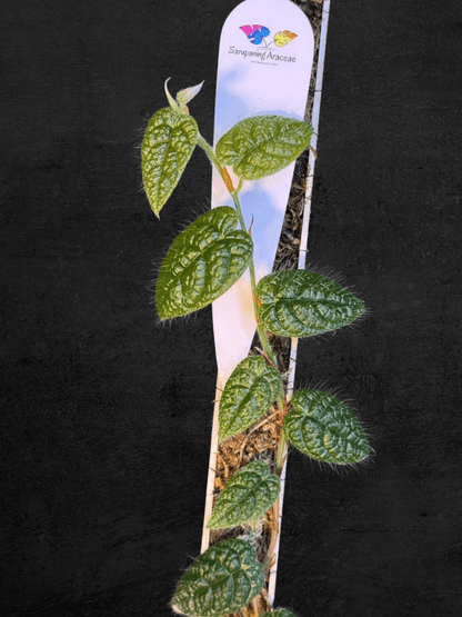 #produPicus sp. Timika Papuact_name# - Sarupaning Araceae