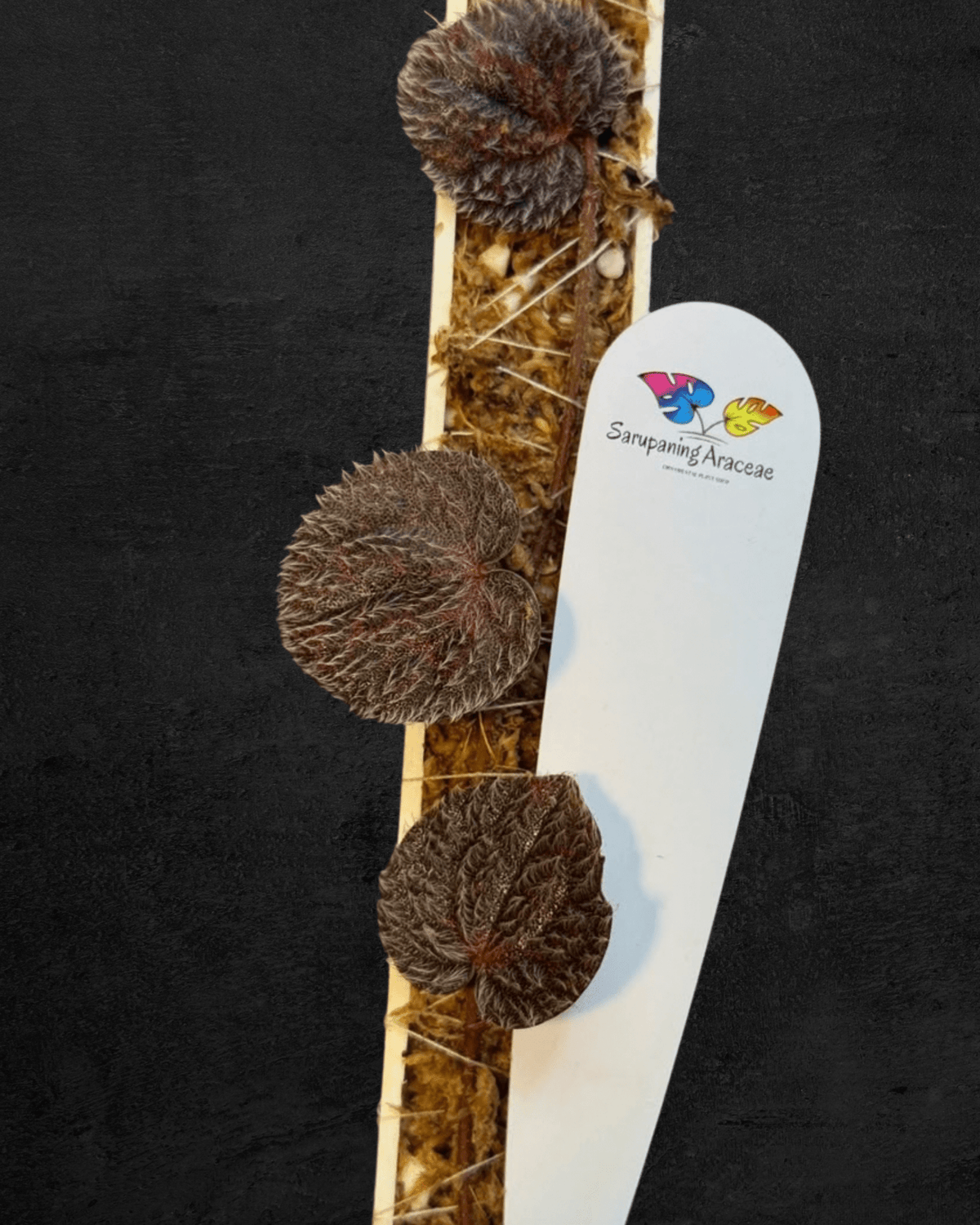 #produPiper sp. Timika Papua 'Sexy Piper'ct_name# - Sarupaning Araceae