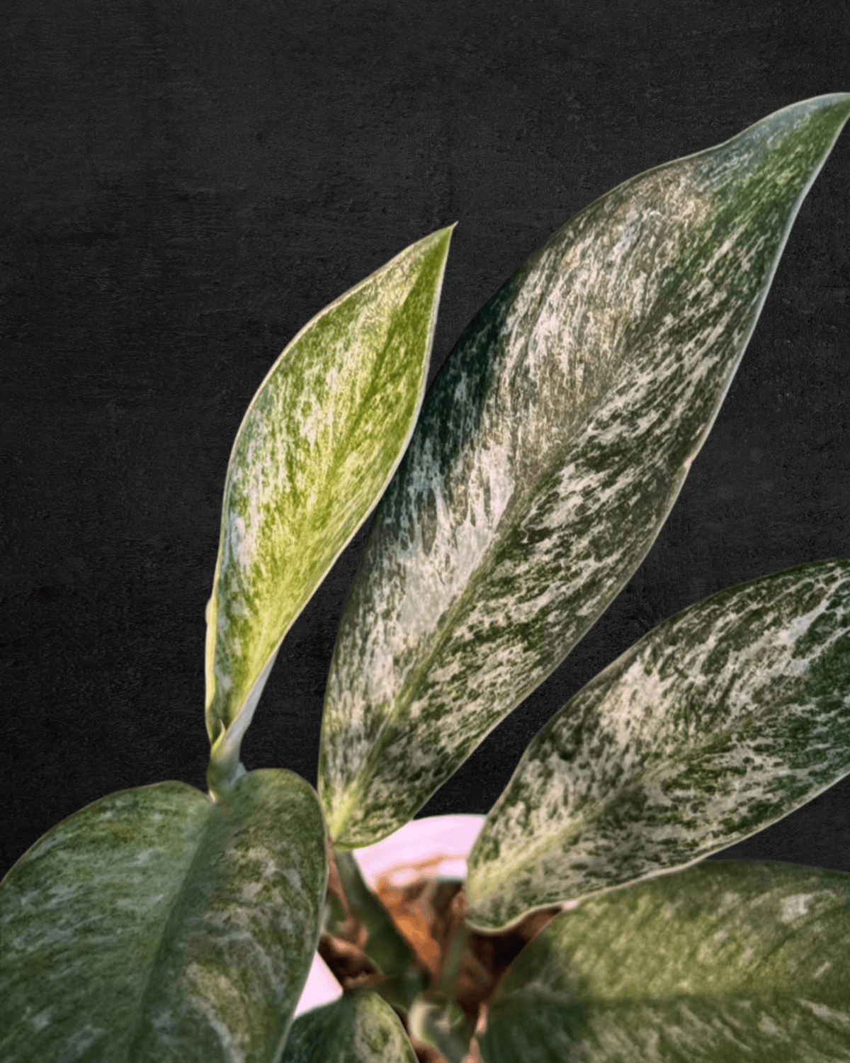 #produRhaphidophora Elliptica 'Mint'ct_name# - Sarupaning Araceae