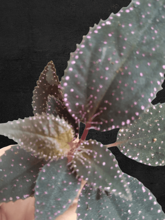#produSarcopyramis sp. Pinkct_name# - Sarupaning Araceae