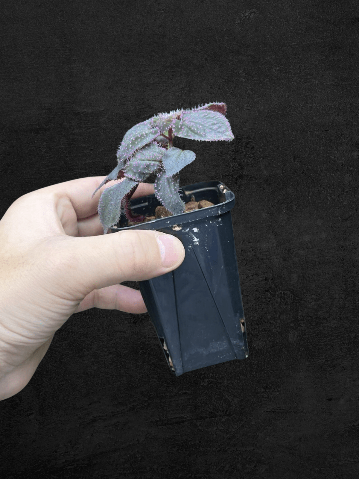 #produSarcopyramis sp. Sanggau Purple Grassct_name# - Sarupaning Araceae
