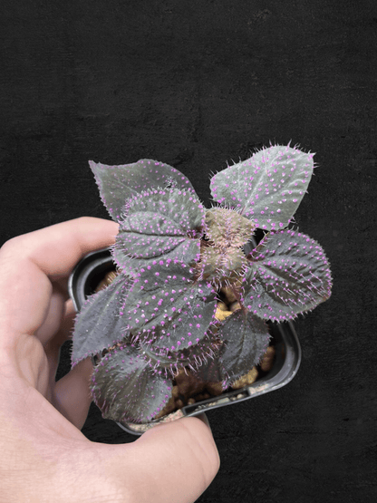 #produSarcopyramis sp. Sanggau Purple Grassct_name# - Sarupaning Araceae