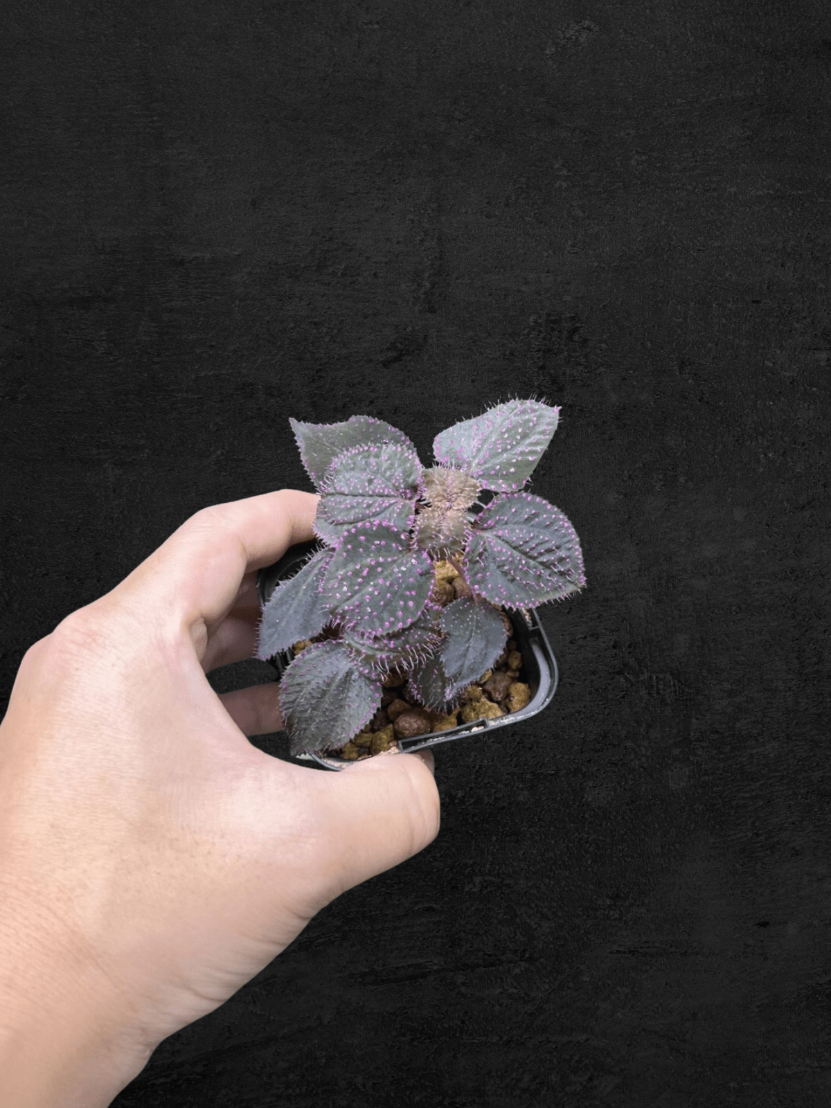 #produSarcopyramis sp. Sanggau Purple Grassct_name# - Sarupaning Araceae