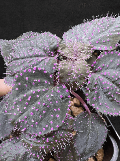 #produSarcopyramis sp. Sanggau Purple Grassct_name# - Sarupaning Araceae