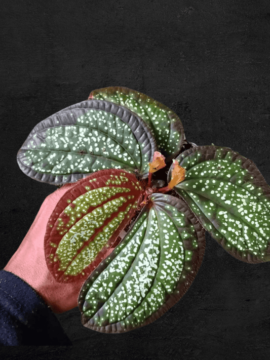 #produSonerila Heterostemonct_name# - Sarupaning Araceae