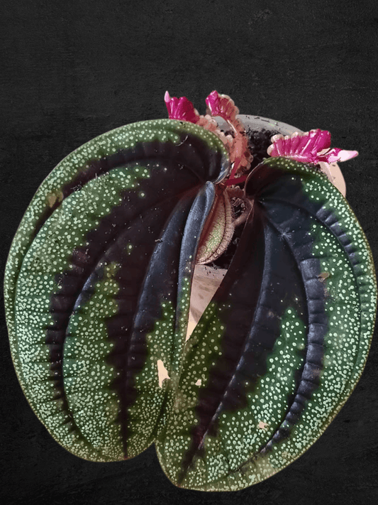 #produSonerila Lime Greenct_name# - Sarupaning Araceae
