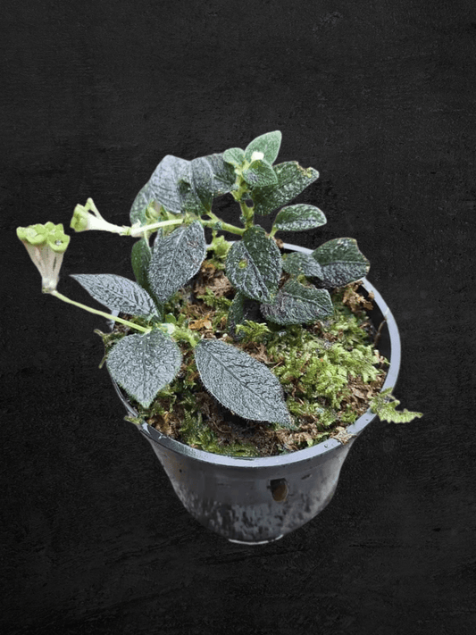#produSonerila sp.ct_name# - Sarupaning Araceae