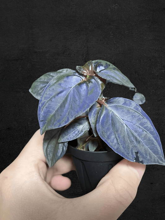 #produSonerila sp. Kota Agung 'All Blue'ct_name# - Sarupaning Araceae