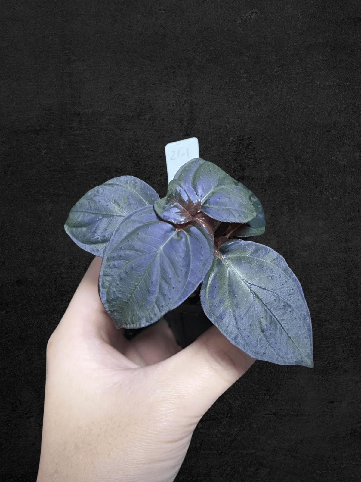 #produSonerila sp. Kota Agung 'All Blue'ct_name# - Sarupaning Araceae