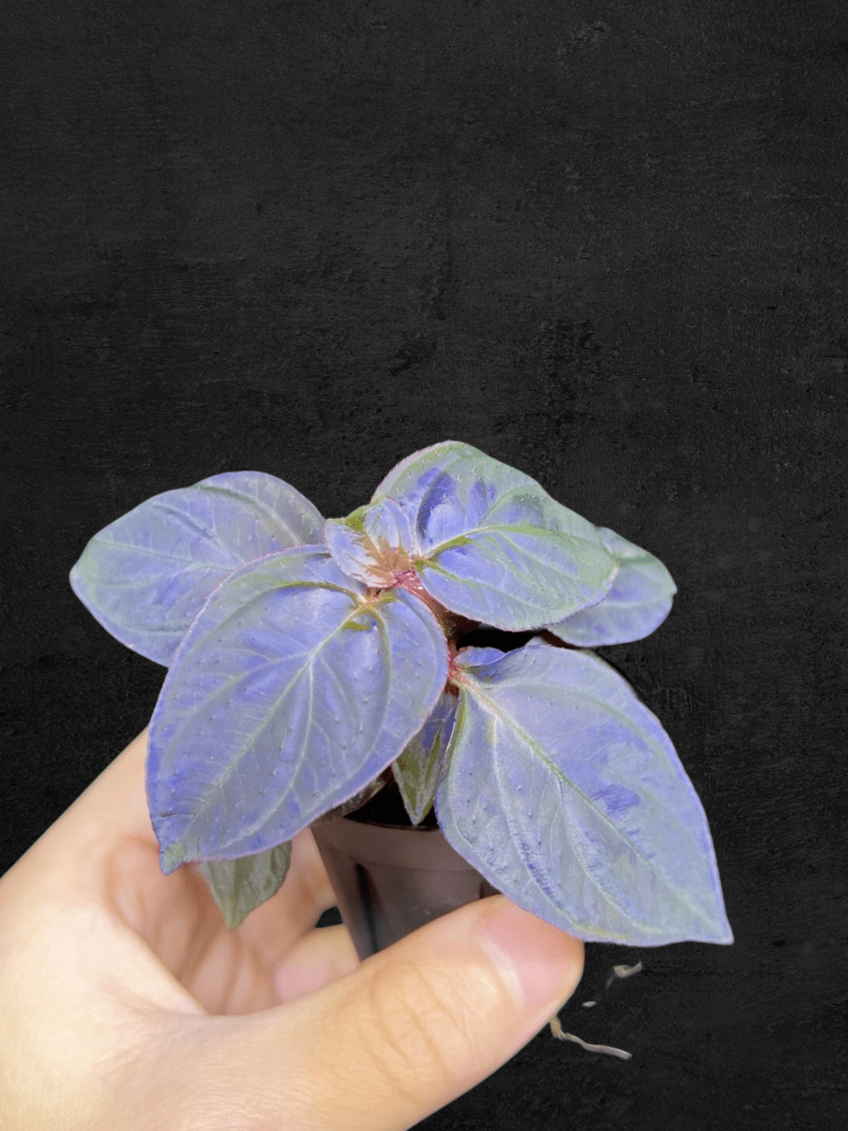 #produSonerila sp. Kota Agung 'All Blue'ct_name# - Sarupaning Araceae