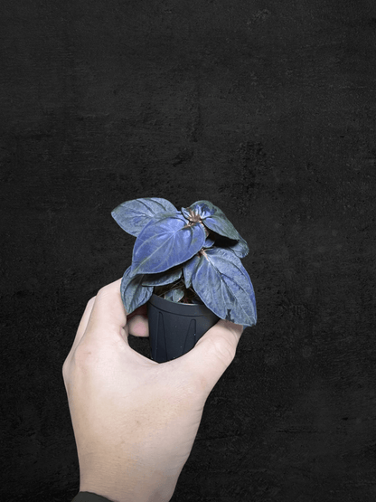 #produSonerila sp. Kota Agung 'All Blue'ct_name# - Sarupaning Araceae