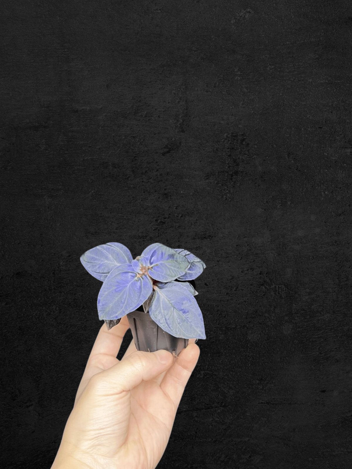 #produSonerila sp. Kota Agung 'All Blue'ct_name# - Sarupaning Araceae