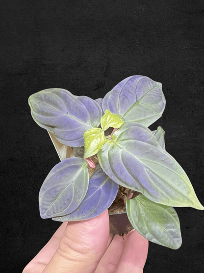 Sonerila sp. Kota Agung 'Blue Gradation' with metallic blue-gradation leaves from Lampung, Sumatera — Sarupaning Araceae