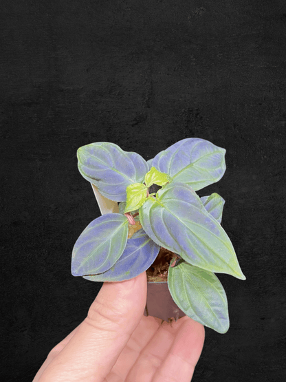 Sonerila sp. Kota Agung 'Blue Gradation' with metallic blue-gradation leaves from Lampung, Sumatera — Sarupaning Araceae