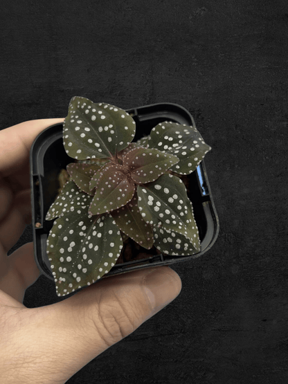 #produSonerila sp. Matangct_name# - Sarupaning Araceae