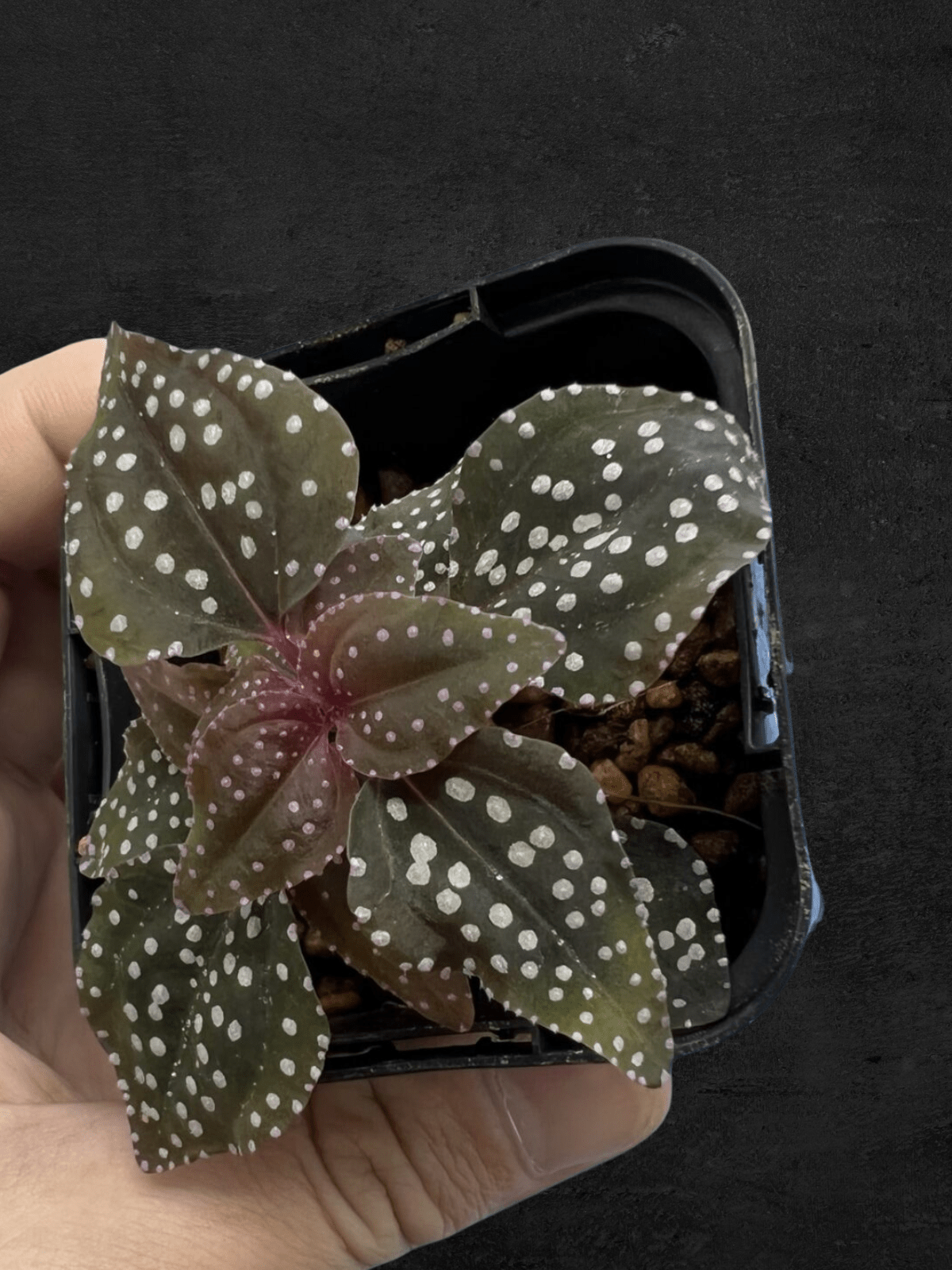 #produSonerila sp. Matangct_name# - Sarupaning Araceae