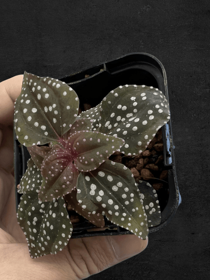 #produSonerila sp. Matangct_name# - Sarupaning Araceae