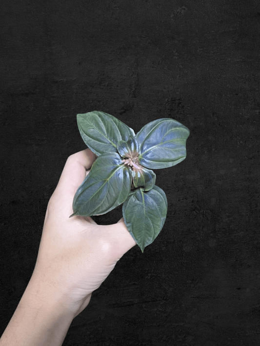 #produSonerila sp. Pelang Kenidaict_name# - Sarupaning Araceae