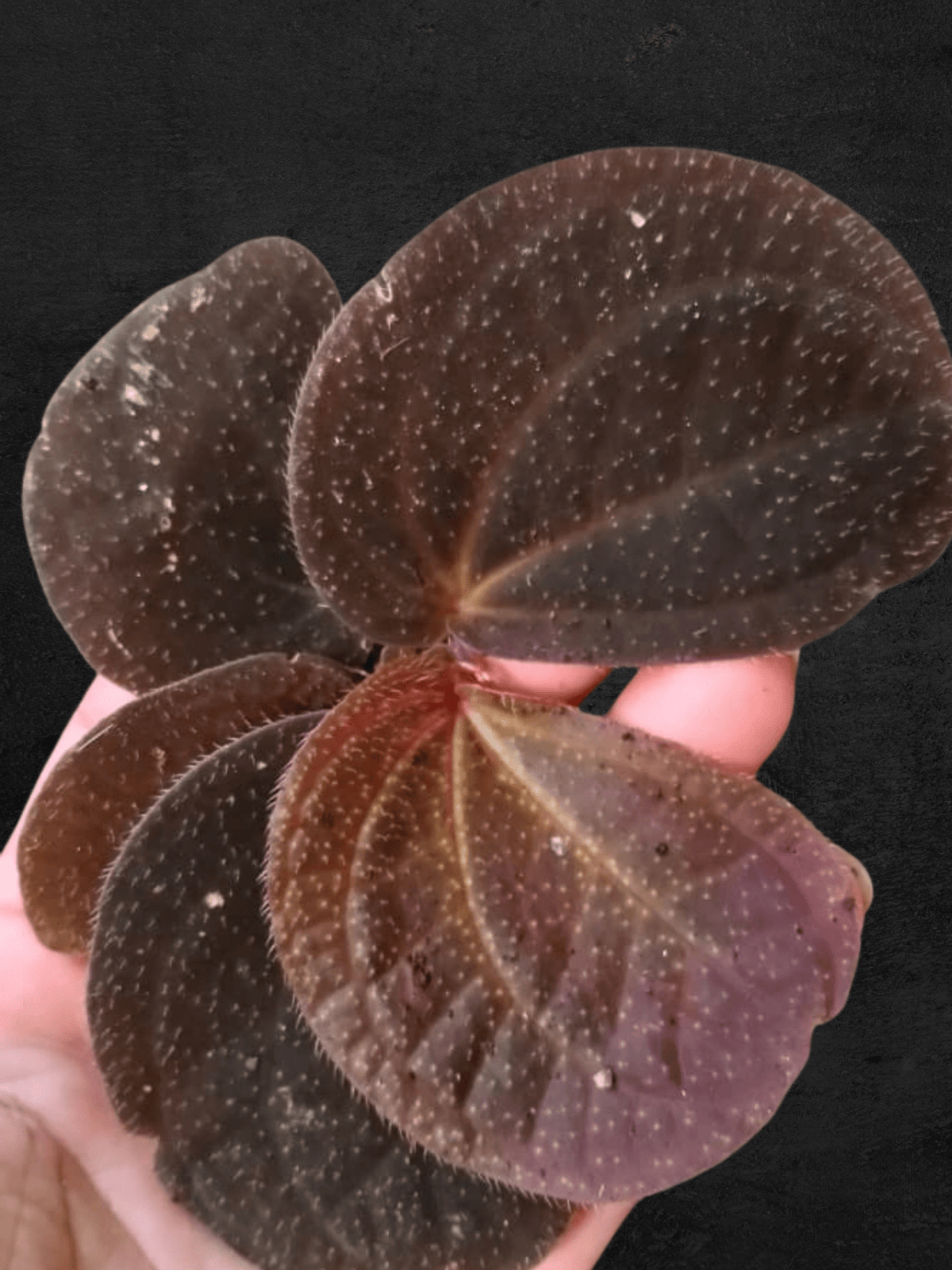 #produSonerila Uningct_name# - Sarupaning Araceae