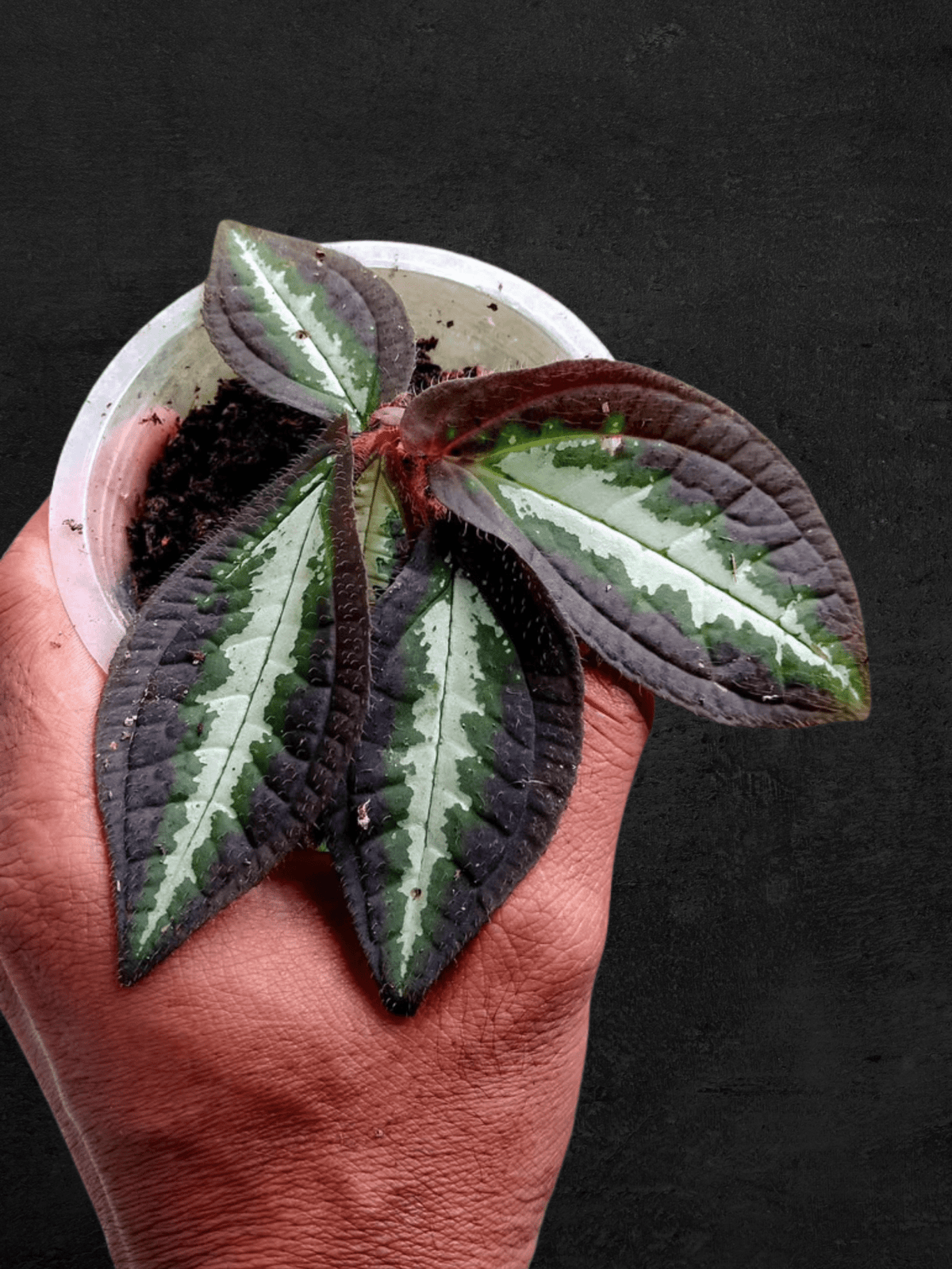 #produSonerila White Spreadct_name# - Sarupaning Araceae