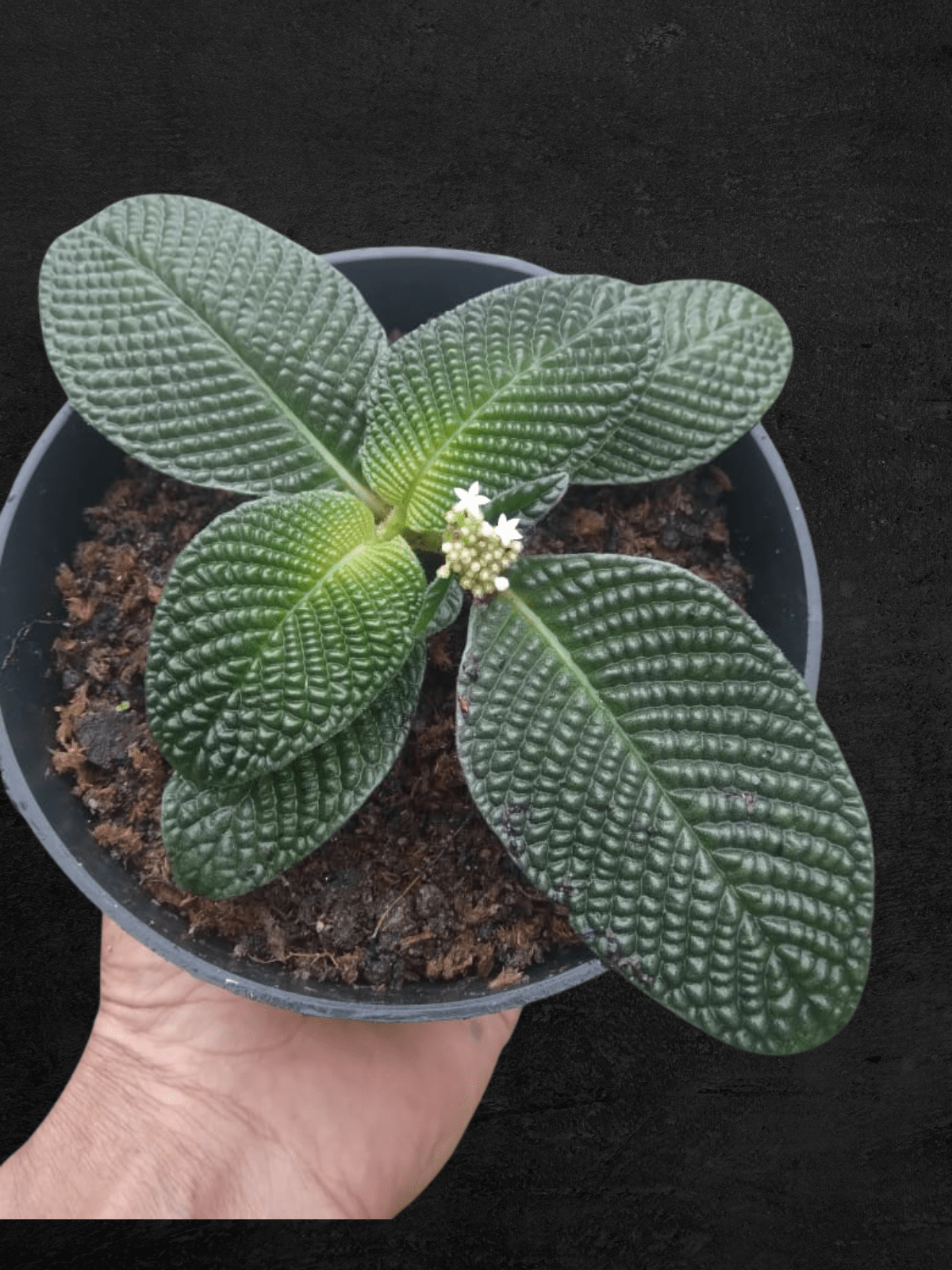 #produStreblosa Bullata (Argostemma sp Kayu Lapis)ct_name# - Sarupaning Araceae