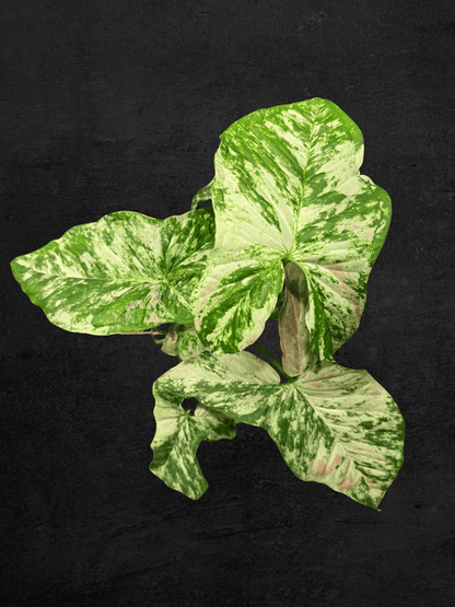 #produSyngonium Milk Confettict_name# - Sarupaning Araceae