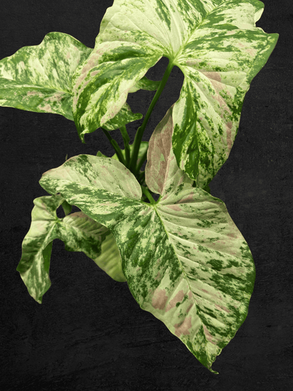 #produSyngonium Milk Confettict_name# - Sarupaning Araceae