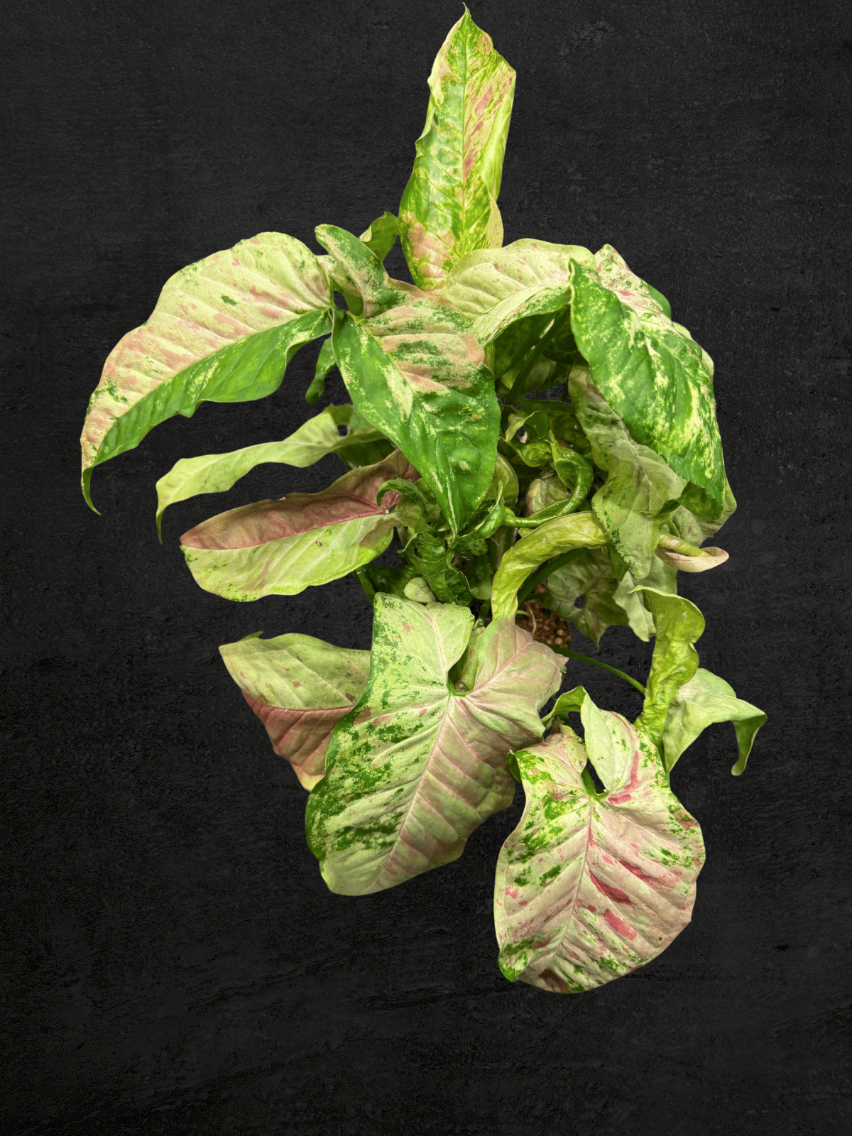 #produSyngonium Milk Confettict_name# - Sarupaning Araceae