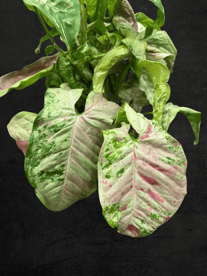 #produSyngonium Milk Confettict_name# - Sarupaning Araceae